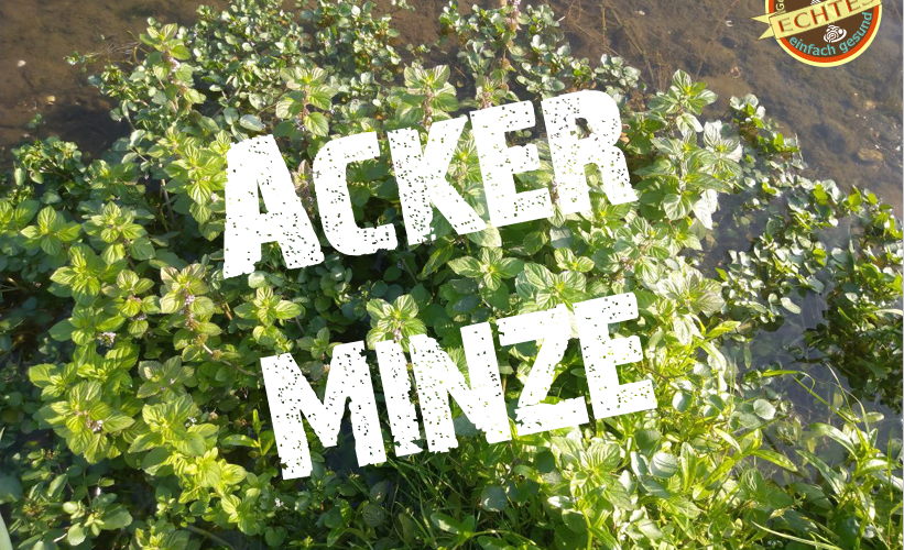 Acker-Minze © ECHTES rocks!