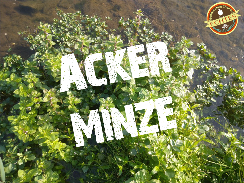 Acker-Minze © ECHTES rocks!